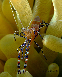 Spotted Cleaner Shrimp  Periclimenes yucatanicus
Ol Blue... by John Roach 